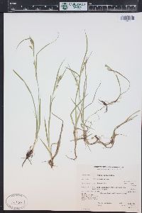 Carex aurea image