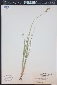 Carex brevior image
