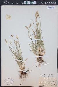 Carex brevior image
