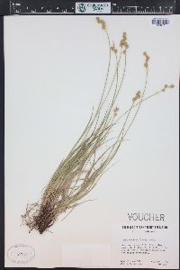 Carex brevior image
