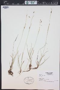 Carex capillaris image