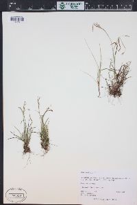 Carex capillaris image