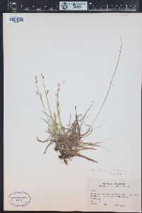 Carex capillaris image