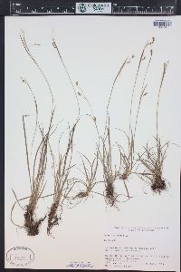 Carex capillaris image