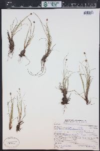 Carex capitata image