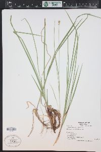 Carex deweyana image