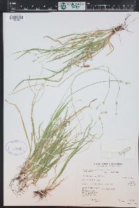 Carex deweyana image