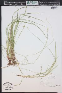 Carex deweyana image