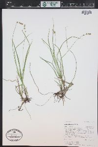 Carex disperma image