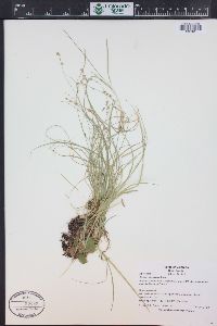 Carex disperma image