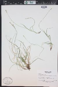 Carex disperma image