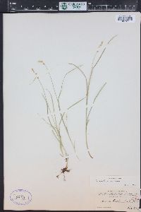 Carex disperma image