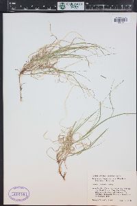 Carex disperma image