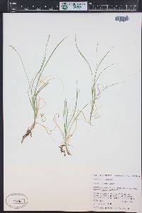 Carex disperma image