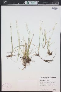 Carex disperma image