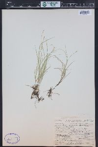 Carex disperma image