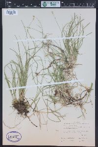 Carex disperma image