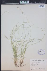 Carex disperma image