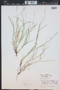 Carex disperma image