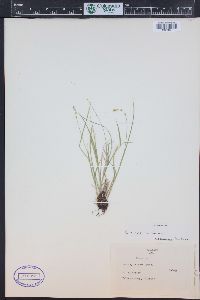 Carex disperma image