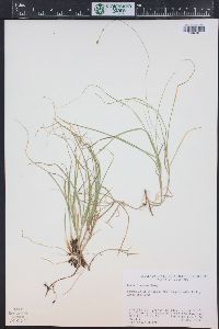 Carex disperma image