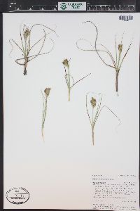 Carex douglasii image