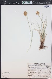 Carex douglasii image