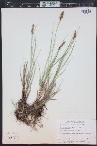 Carex douglasii image