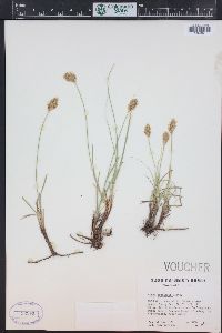 Carex douglasii image