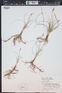 Carex duriuscula image