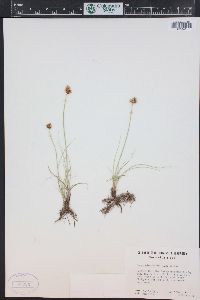 Carex duriuscula image