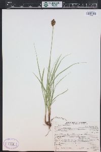 Carex ebenea image