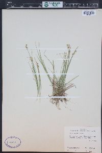 Carex echinata image