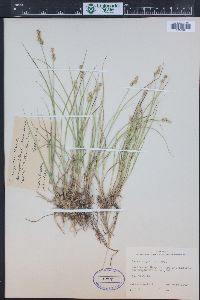 Carex echinata image