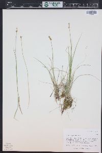 Carex echinata image