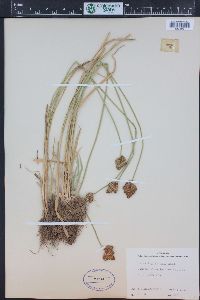 Carex egglestonii image