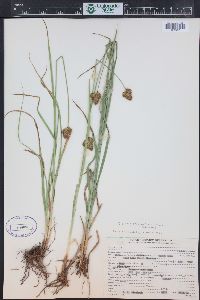 Carex egglestonii image