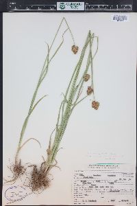 Carex egglestonii image