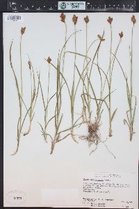 Carex egglestonii image