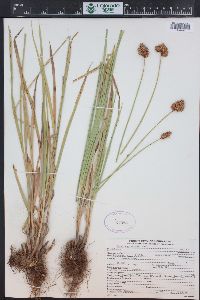 Carex egglestonii image