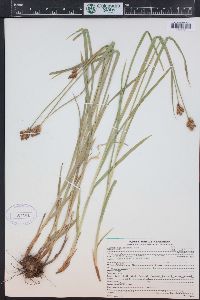 Carex egglestonii image