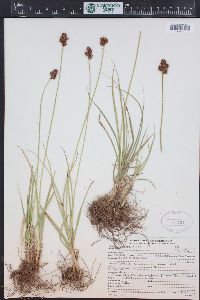 Carex egglestonii image