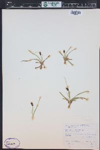 Carex engelmannii image