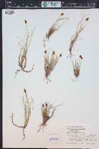 Carex engelmannii image