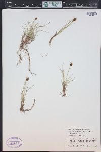 Carex engelmannii image