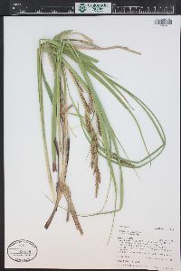 Carex vesicaria image