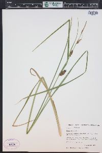 Carex vesicaria image