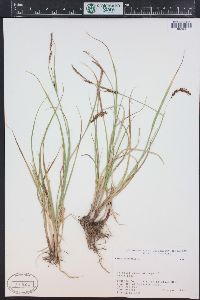 Carex vesicaria image