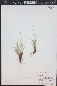 Carex filifolia image