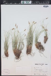 Carex filifolia image